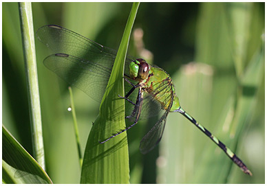 Erythemis vesiculosa mâle